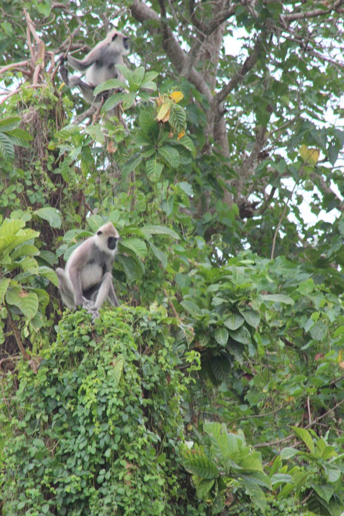 Monkeys are common along the Walawa River.  Photo by Arianna DiMucci.
