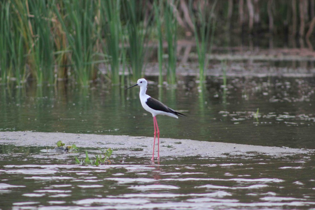 One of many different aquatic birds along the Walawa River.  Photo by Arianna DiMucci.