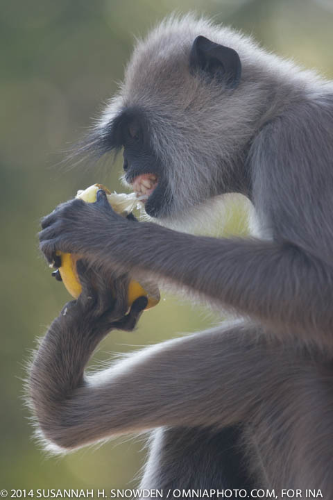 A monkey eating a lemon. Photo by Susannah Snowden.